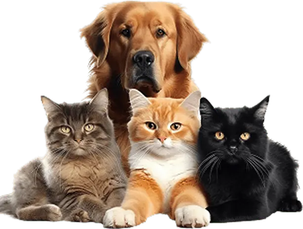 Happy pets after grooming