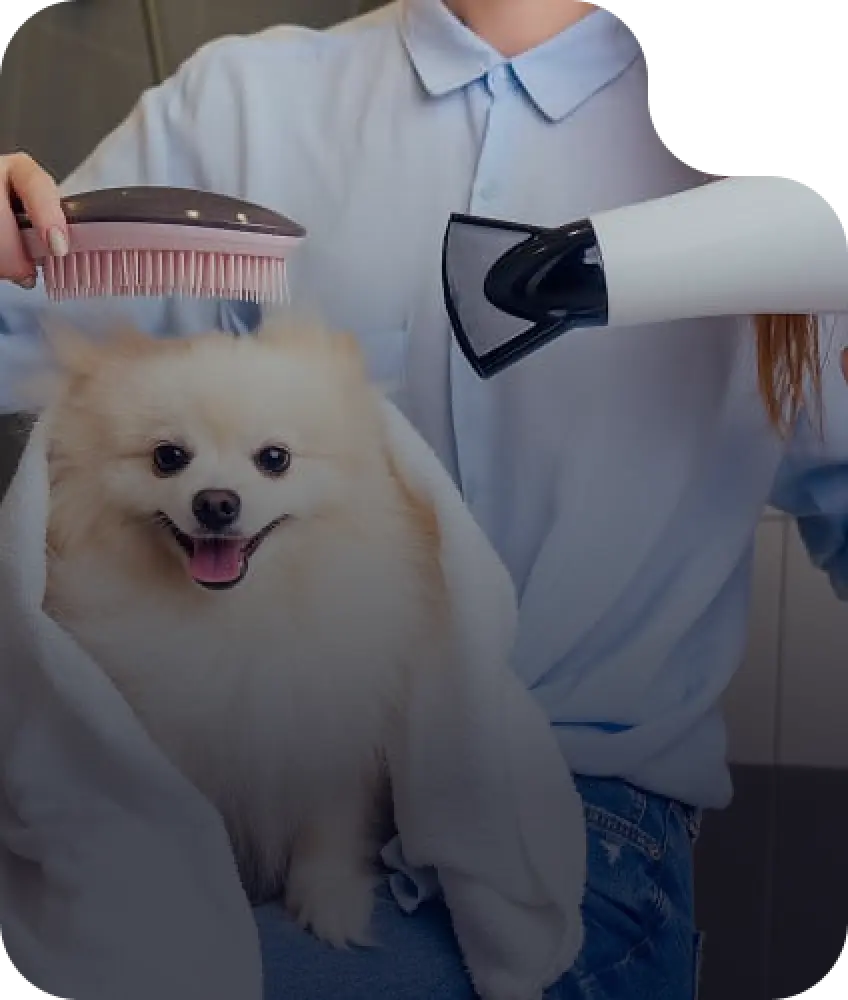 Dog hair styling service
