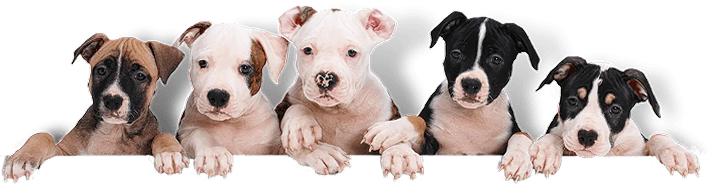 Why choose us decoration