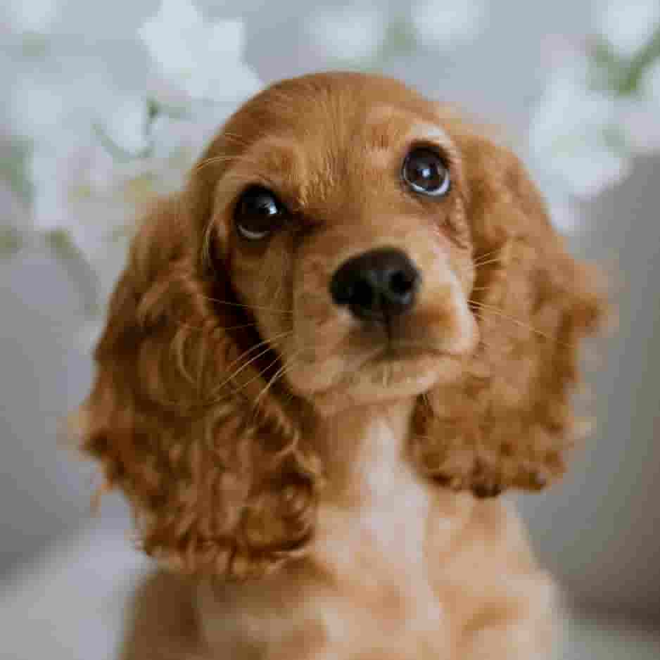 Cocker Spaniel