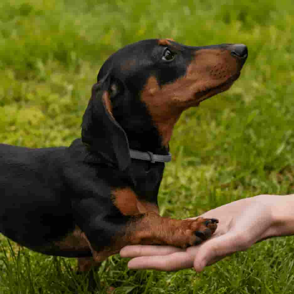 Dachshund