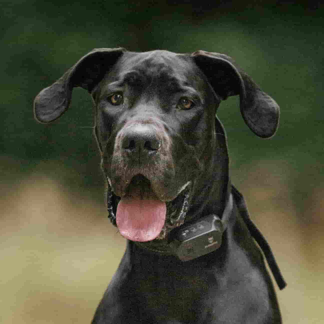 Great Dane