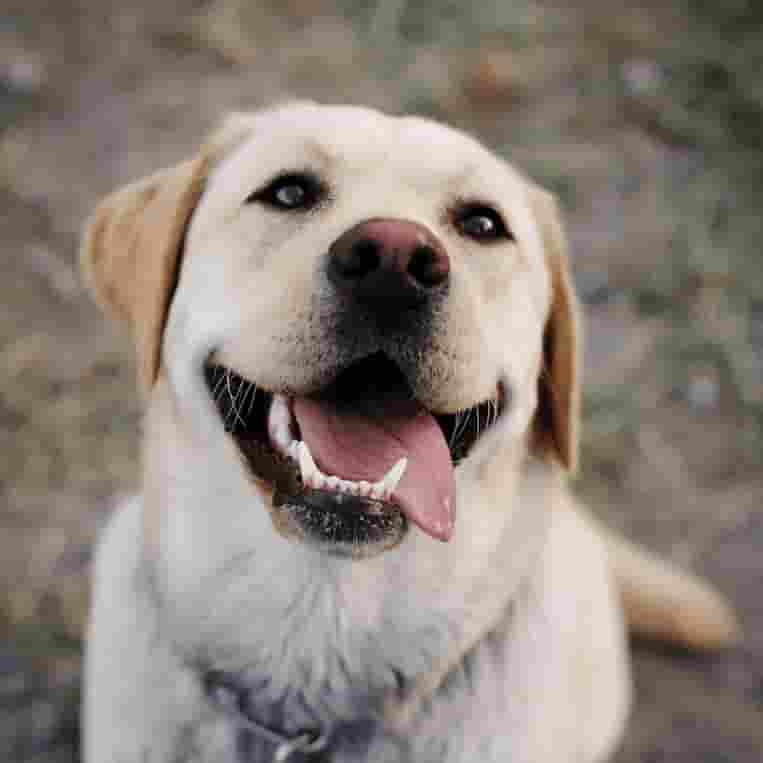 Labrador