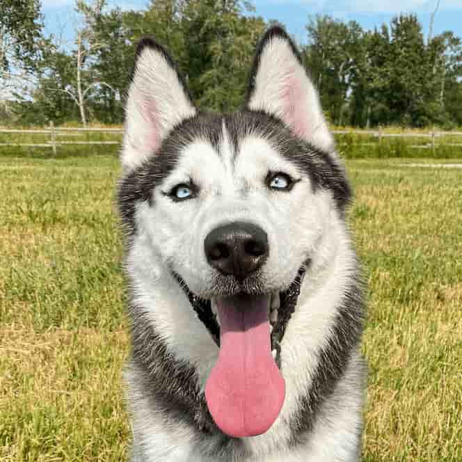 Husky
