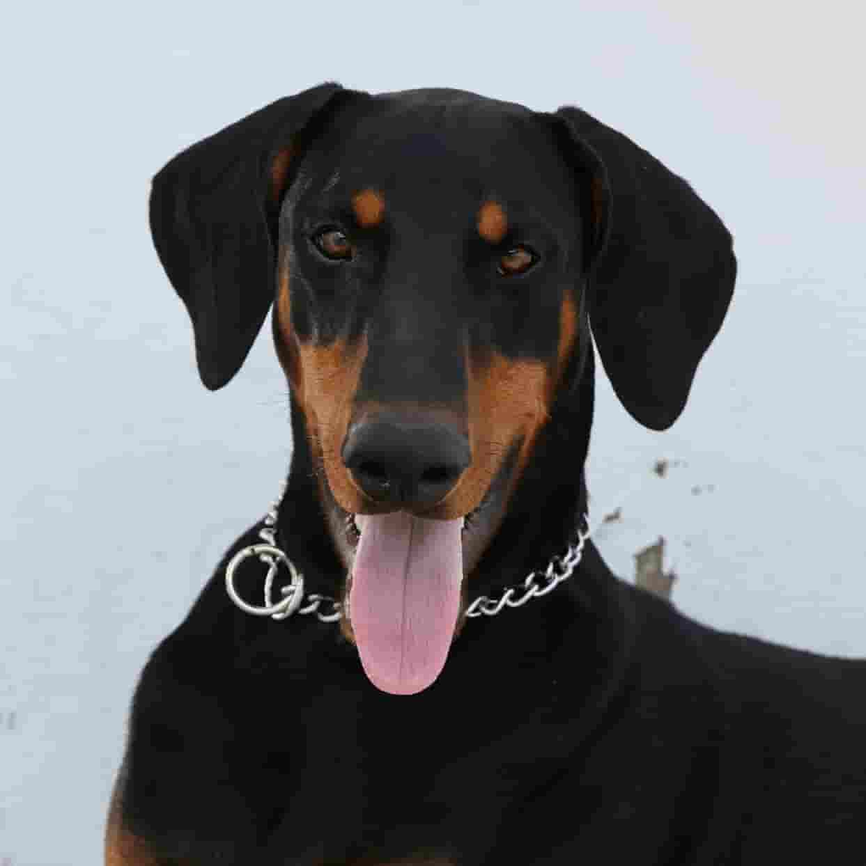 Doberman