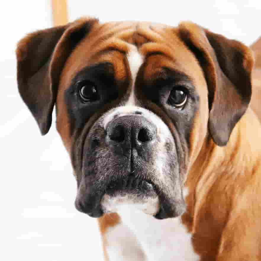 Boxer