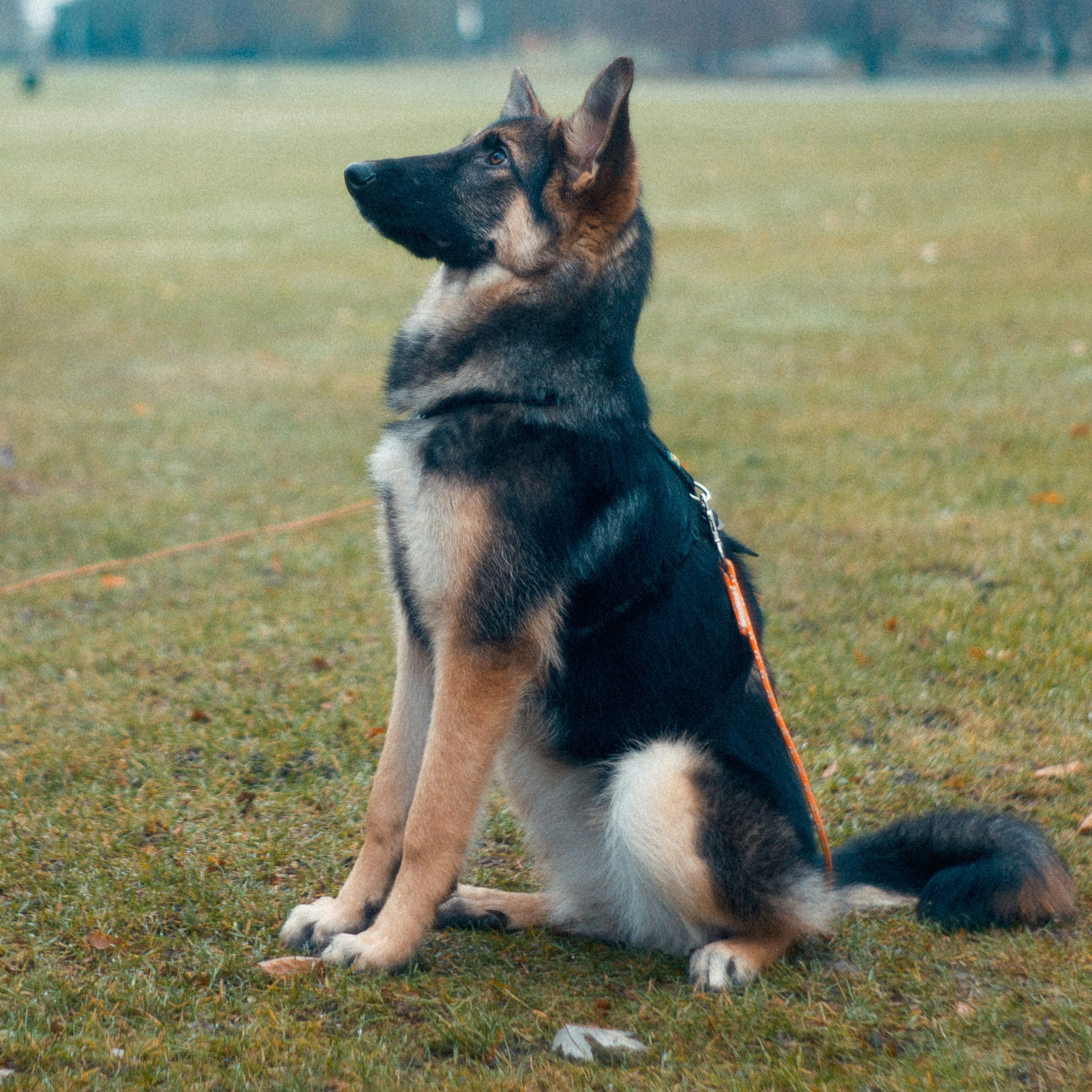 Dog-img