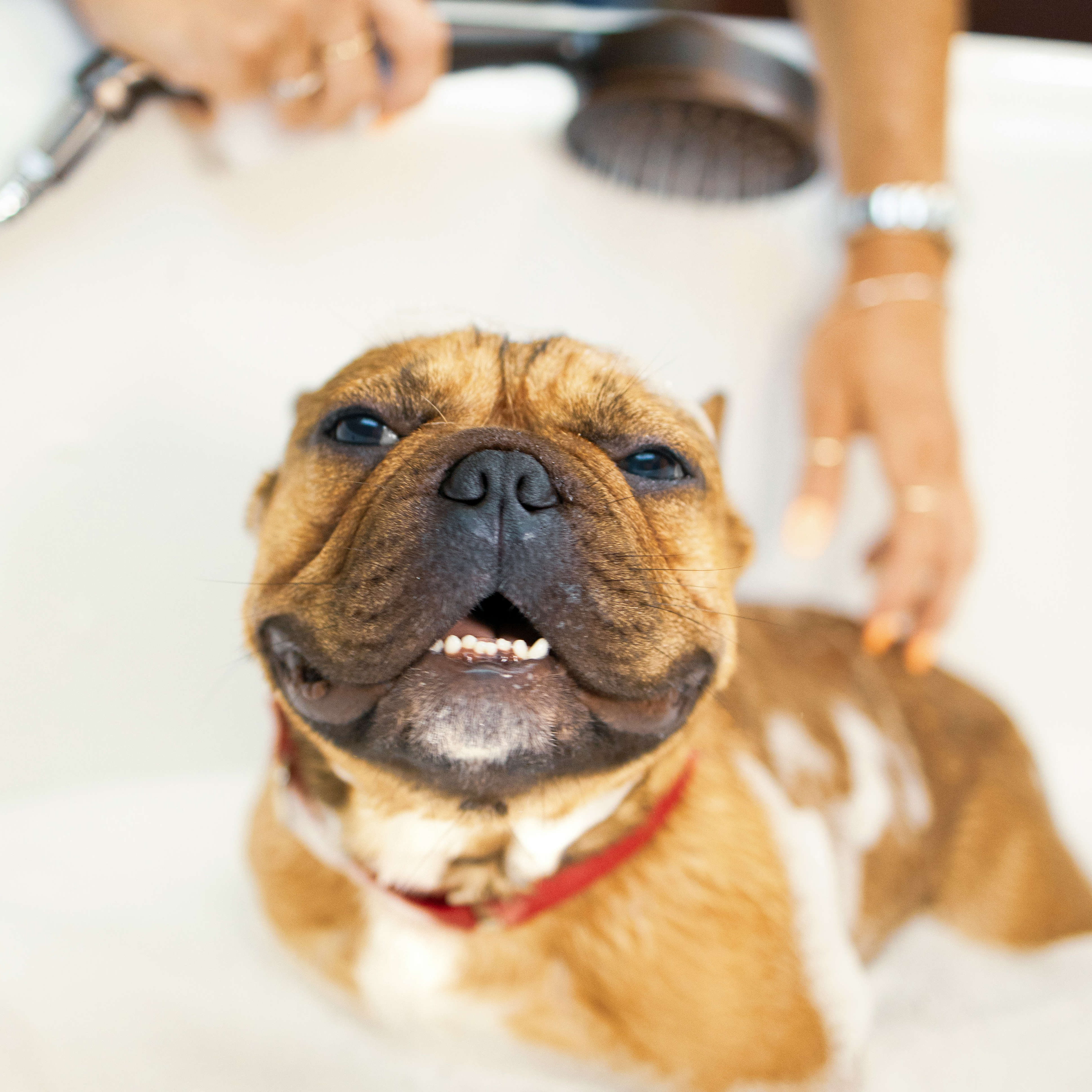 Dog-img