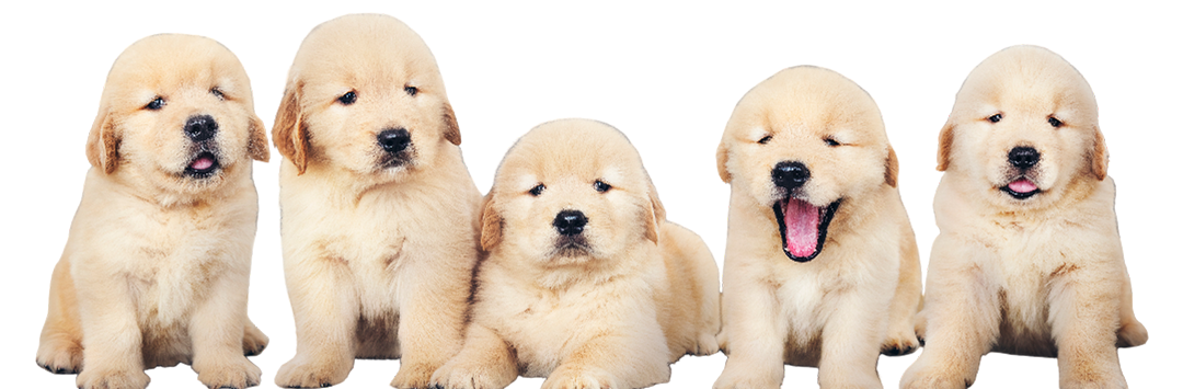 Puppies Portrait