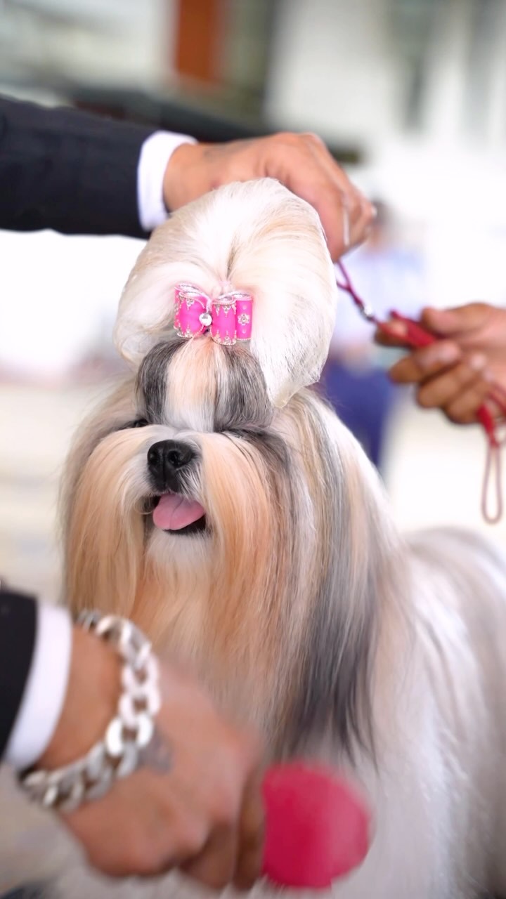 Dog-img