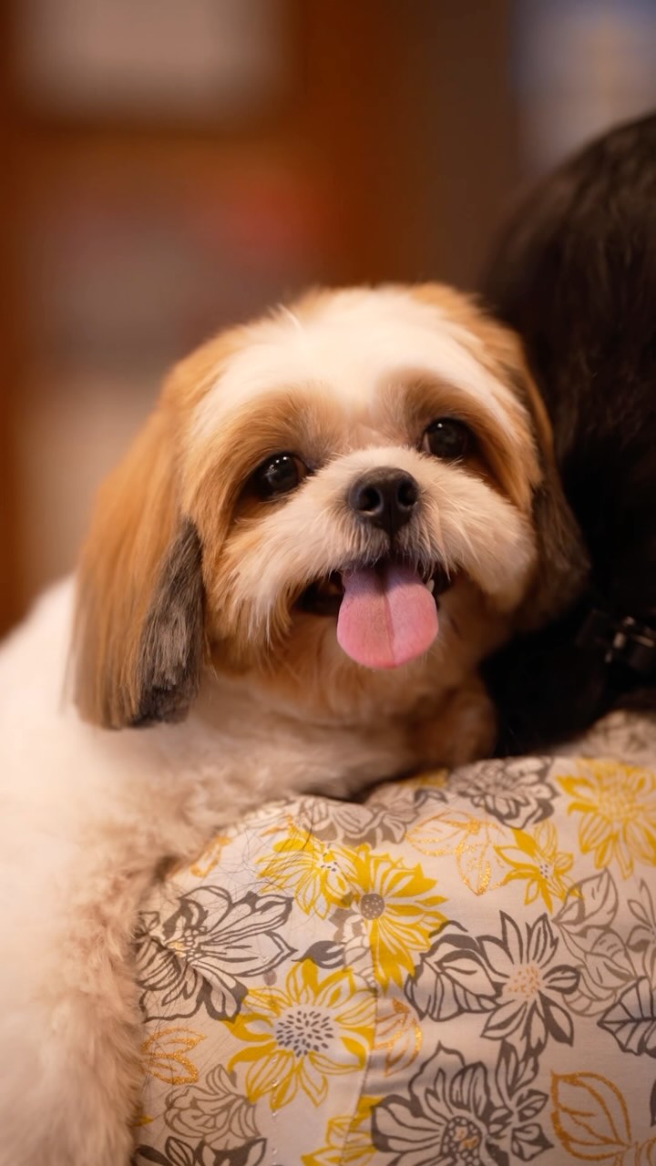Dog-img