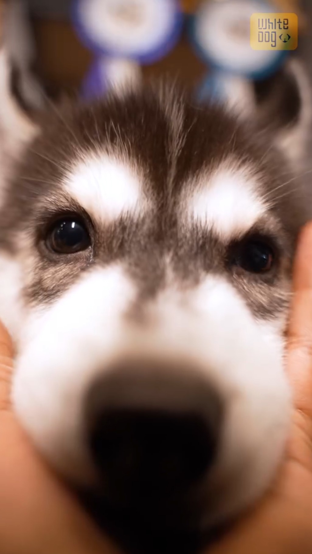 Dog-img