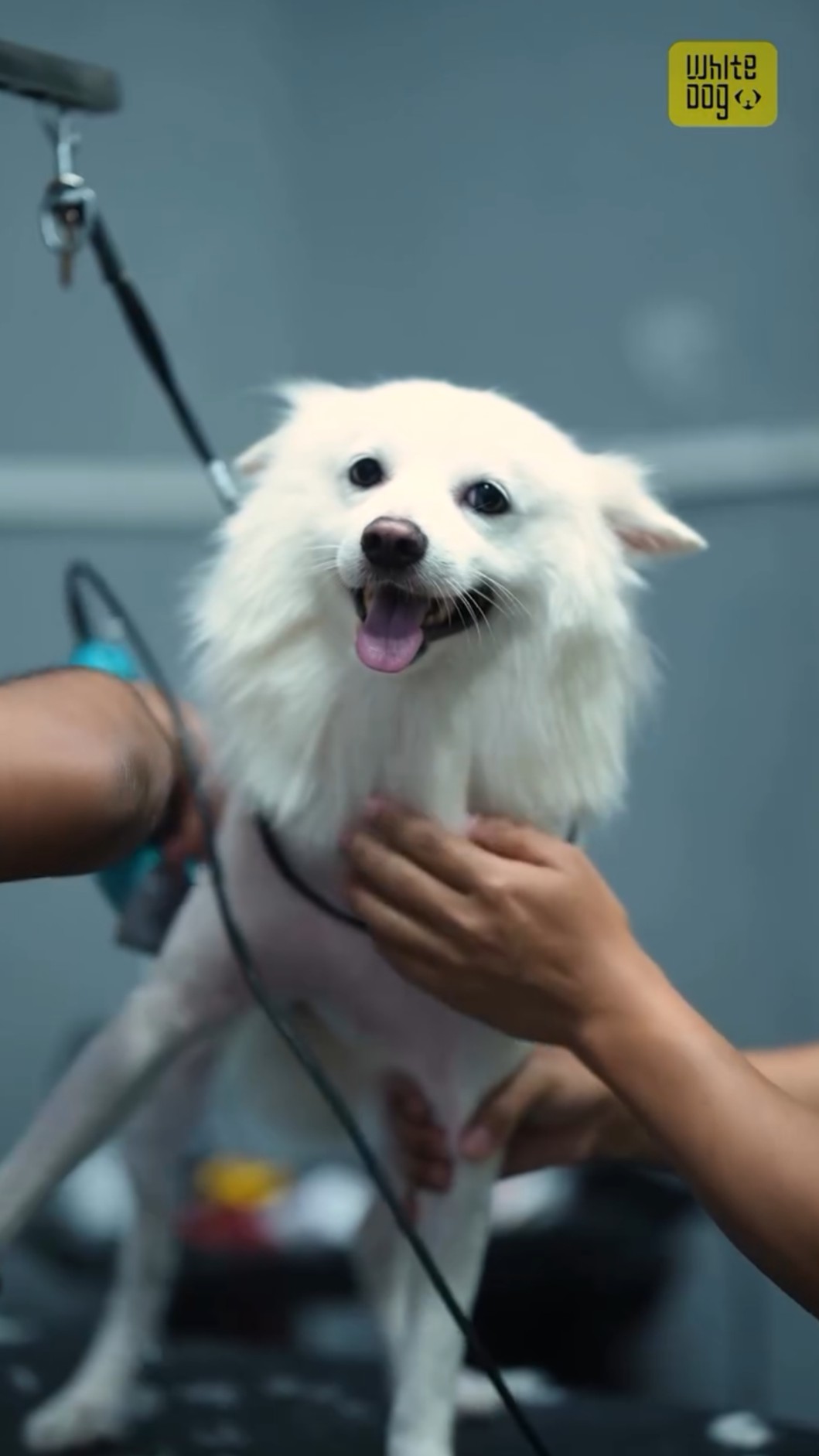Dog-img