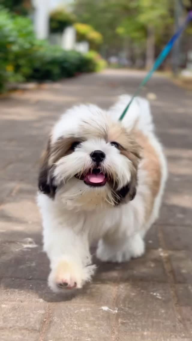 Dog-img